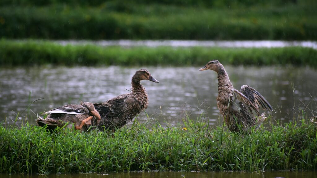 A serene scene of ducks in a lush, rainy rice field in Kerala, India, showcasing natural beauty